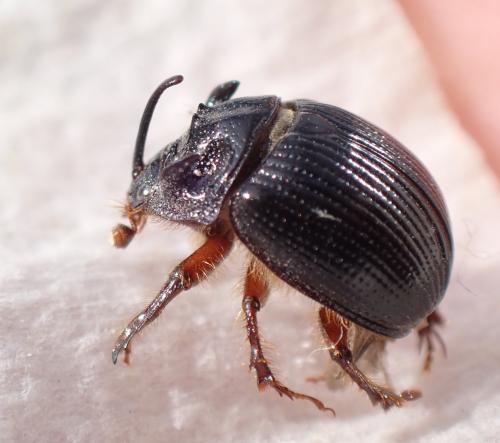 Réf. 309 287 : Odonteus armiger